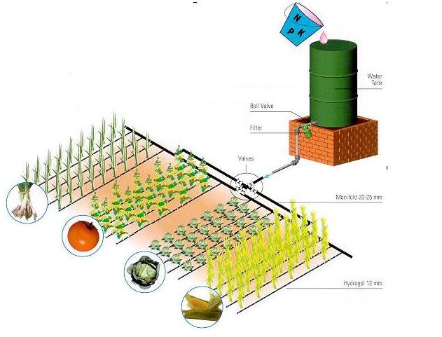 drip irrigation line.jpg