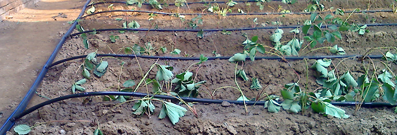 Round Drip Irrigation Pipe extruders.jpg